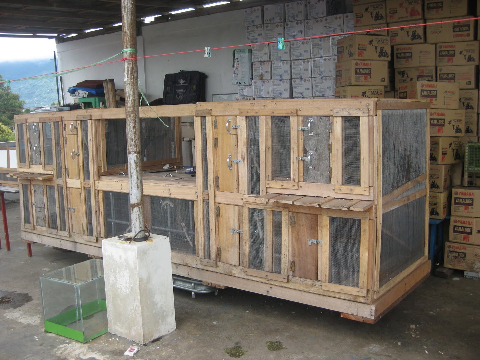 Jual Tokek
