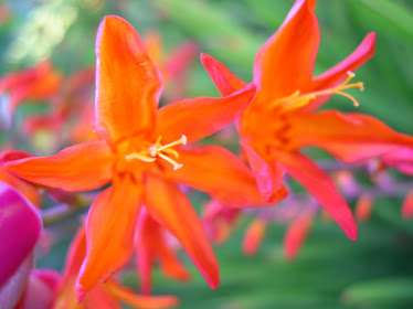 Crocosmia