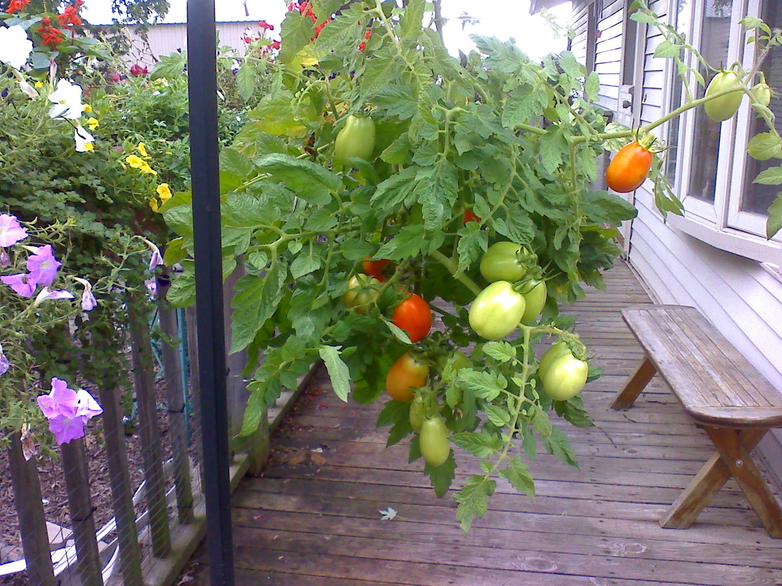 Musings from Illinois Upside down tomato plant