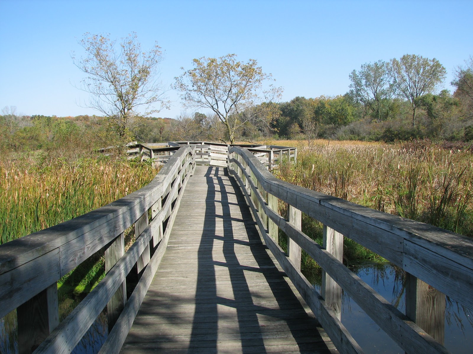 Musings from Illinois Rock Cut State Park 10910