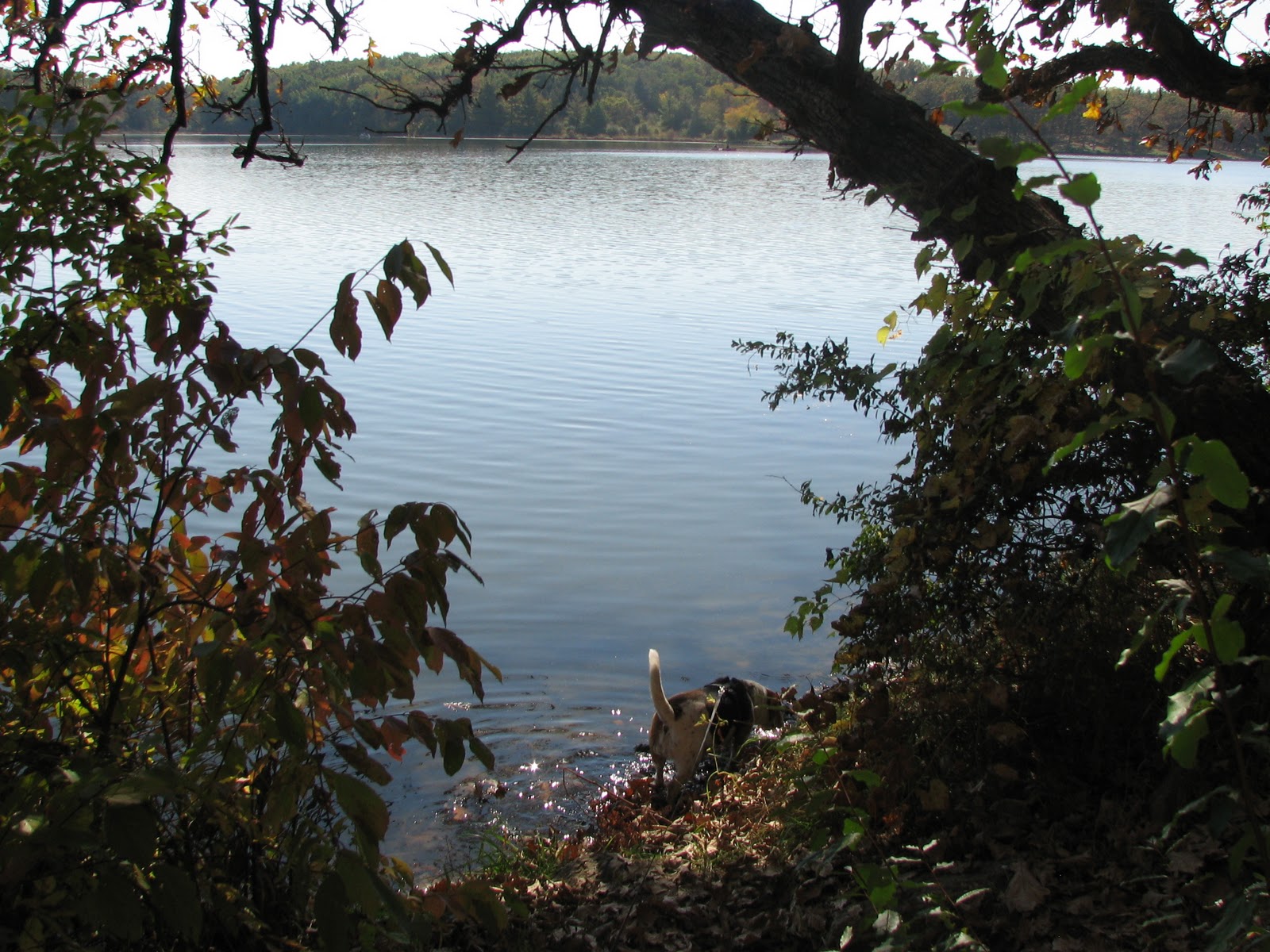 Musings from Illinois Rock Cut State Park 10910