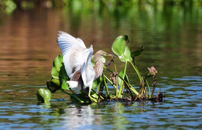 La Cambogia è ricca di parchi naturali