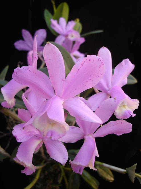 ORQUÍDEAS