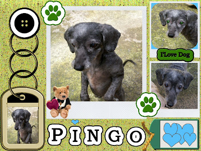 PINGO
