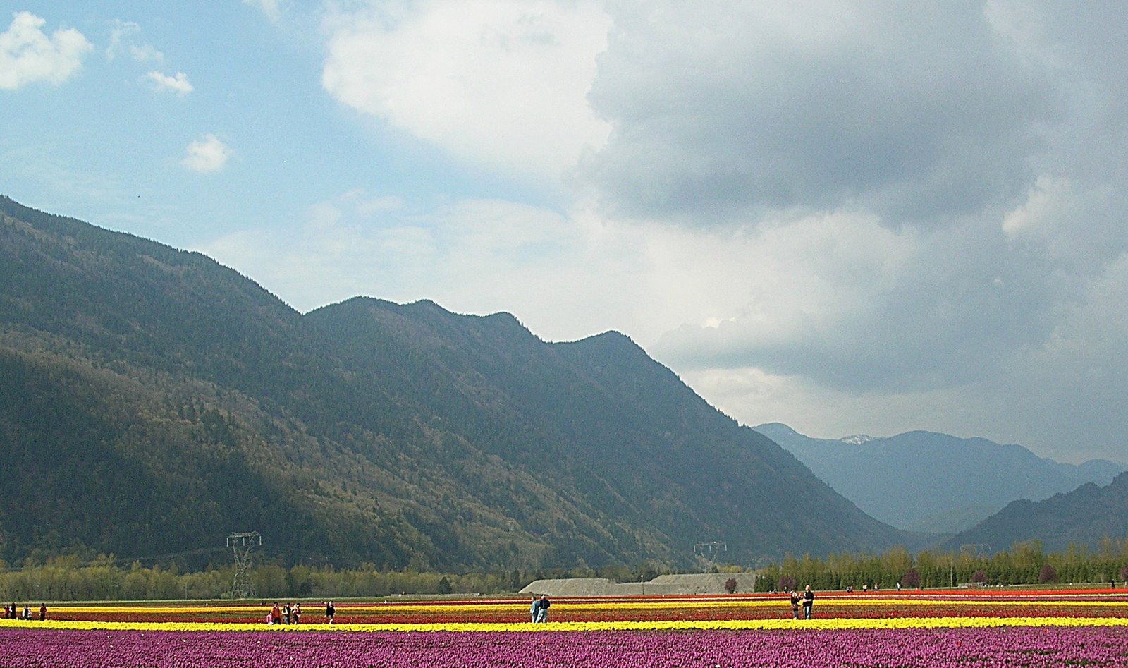 [Tulips+2009+(19).jpg]