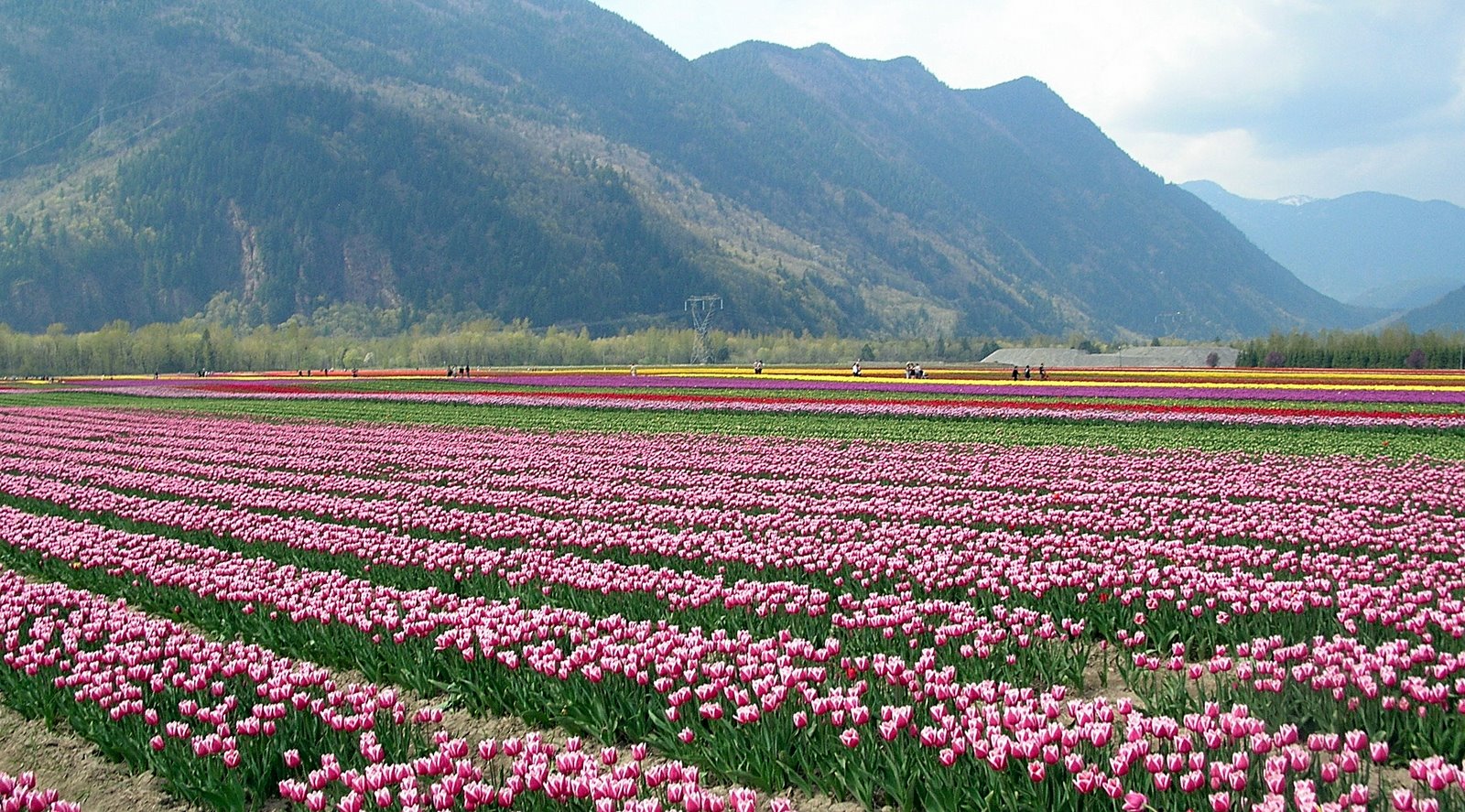 [Tulips+2009+(16).jpg]