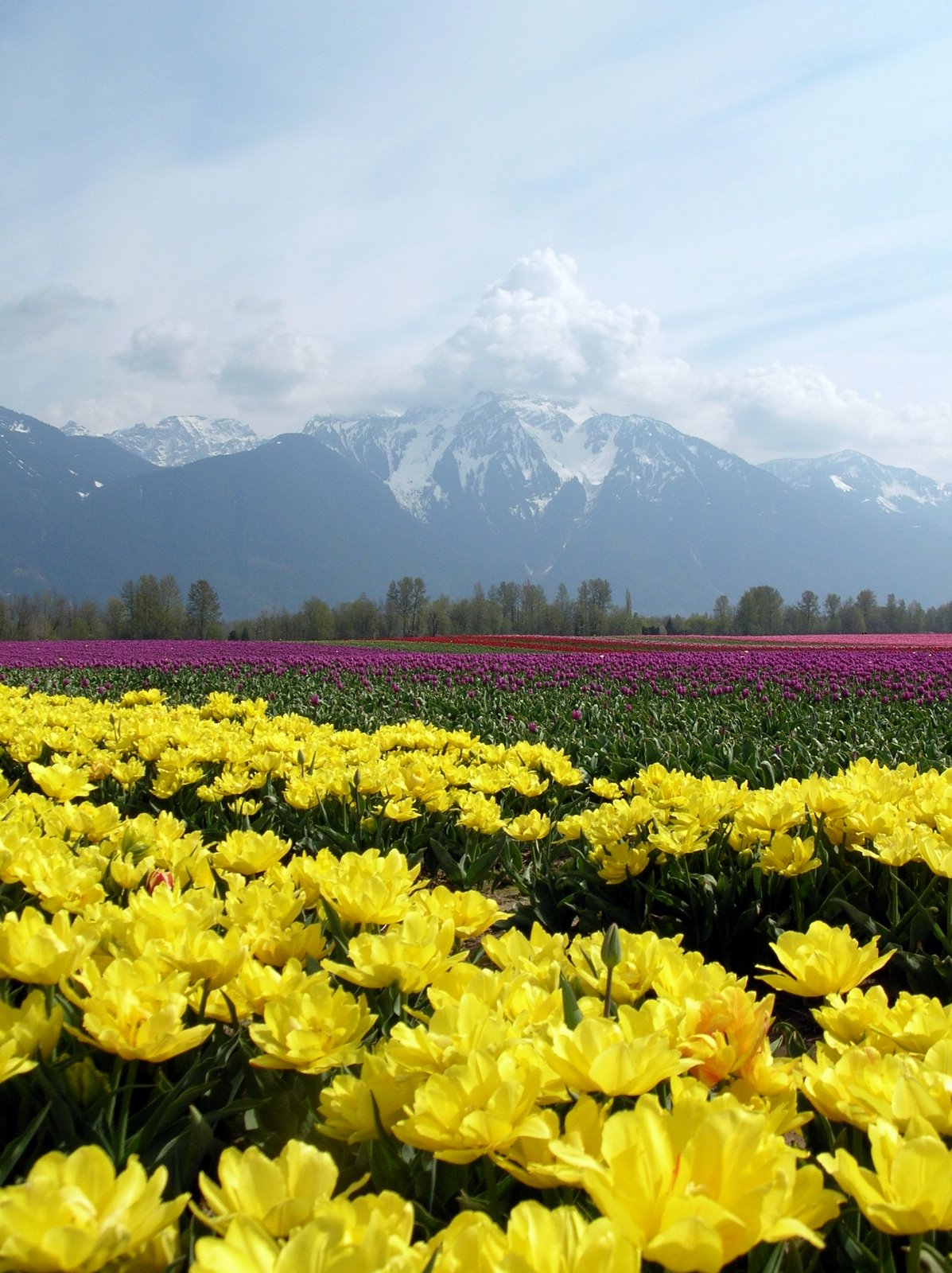 [Tulips+2009+(4).jpg]