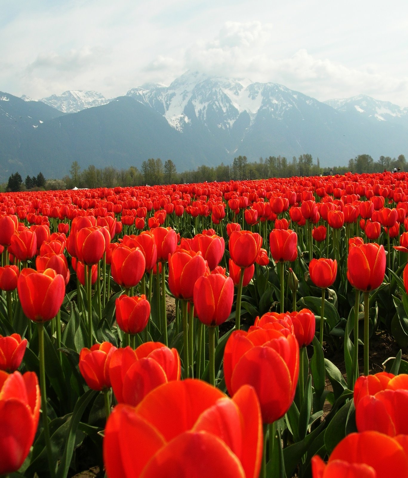 [Tulips+2009+(7).jpg]