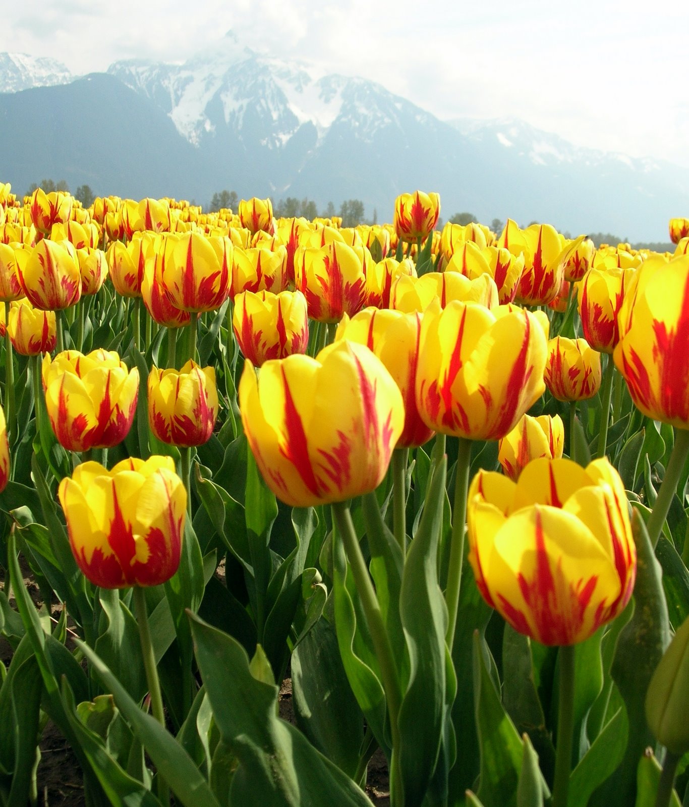 [Tulips+2009+(6).jpg]