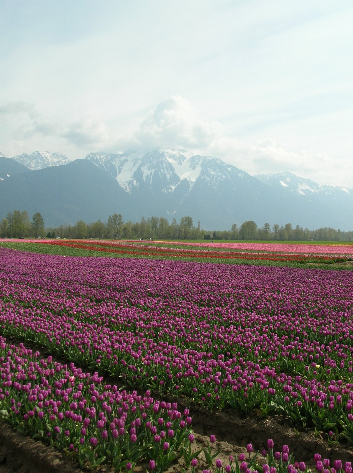 [Tulips+2009+(1).jpg]