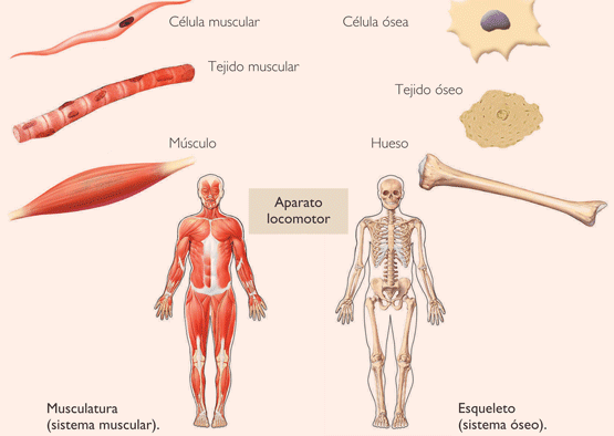 MUSCULOS Y HUESOS IMAGENES musculos y huesos imagenes: