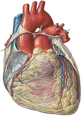 corazon