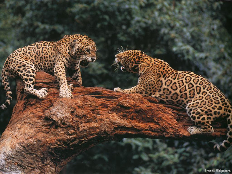 Otorongo (jaguar) Amazon/Perú