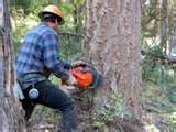 Hottie Logger