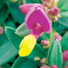Polygala chamaebuxus “Multicolor”-Evergreen Milkvetch
