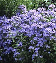 Campanula-Bellflower