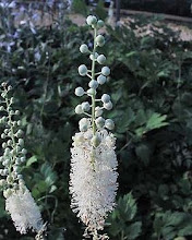 Cimicifuga racemosa-Black Snakeroot, Bugbane