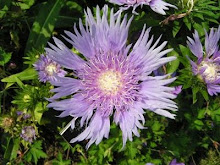 Stokesia laevis-Stokes Aster