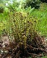 Dryopteris x remota-Scaly Buckler Fern