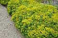 Euphorbia nicaeensis-Honey-flowered Spurge