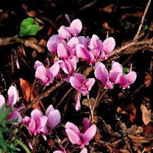 Cyclamen hederifolium-Hardy Fall Cyclamen
