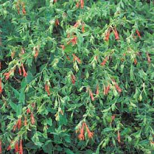 Zauschneria garretti”Orange Carpet”-California Fuchsia