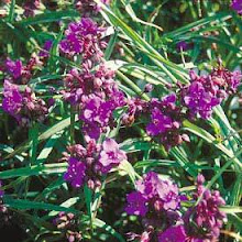 Tradescantia “Concord Grape”-Spiderwort