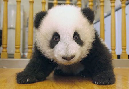 1 out of 5 Adorable Pandas: cute anime panda. 1 out of 5 Adorable Pandas: