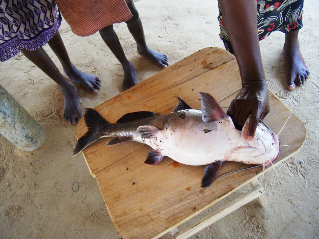 [kodome_fish080309.JPG]