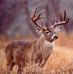 Do you or anyone you know hunt deer?
