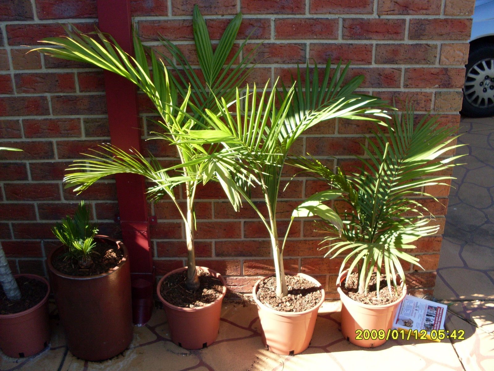 [garden2_palm.JPG]