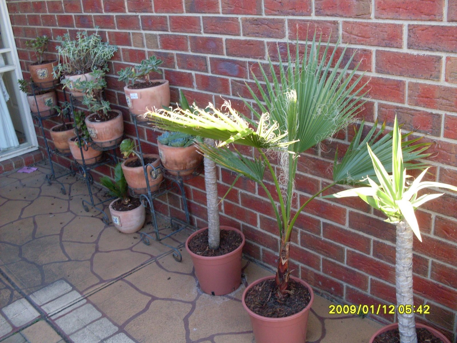 [garden2_morePalms.JPG]