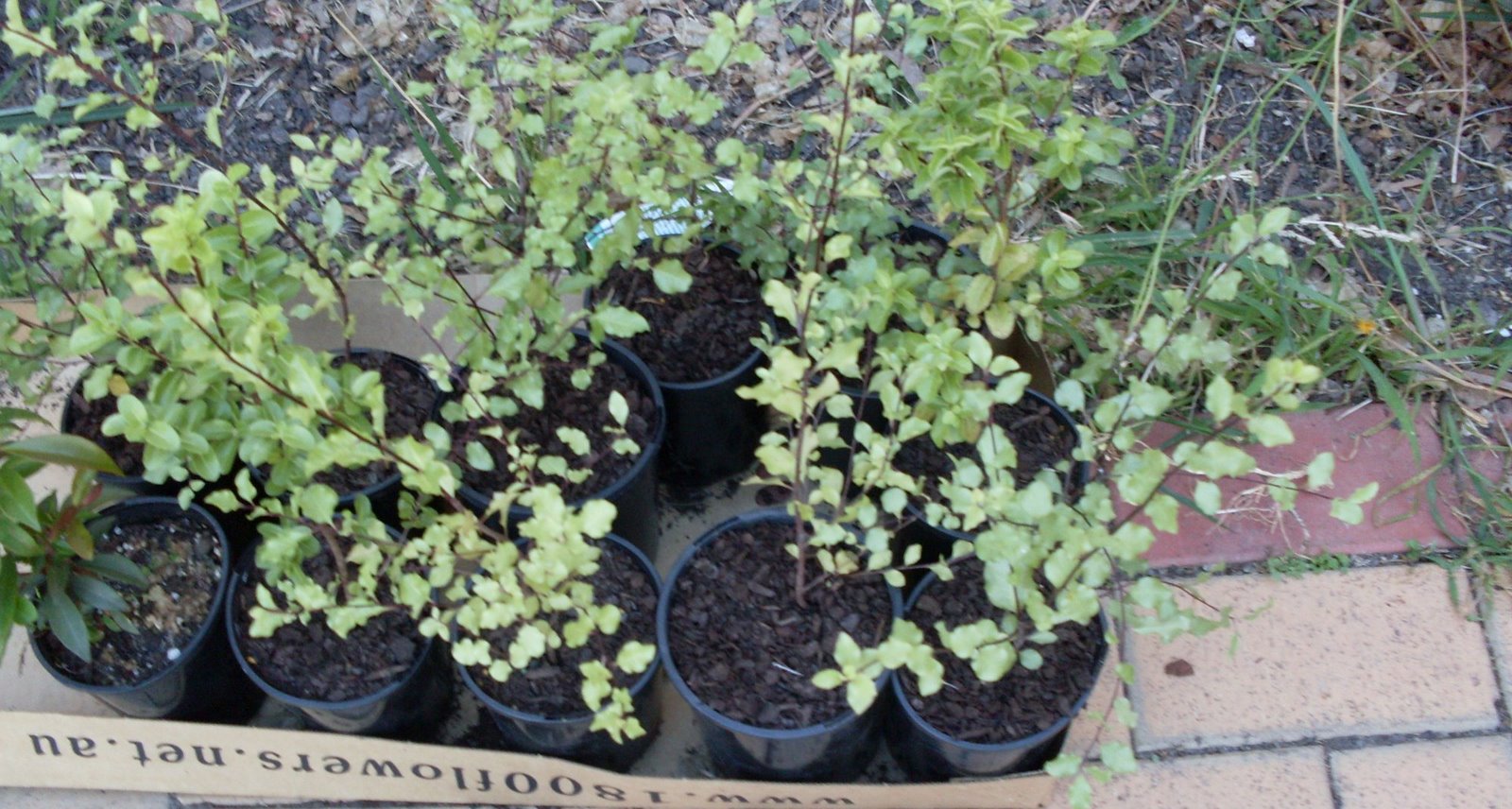 [garden2_pittosporum.JPG]