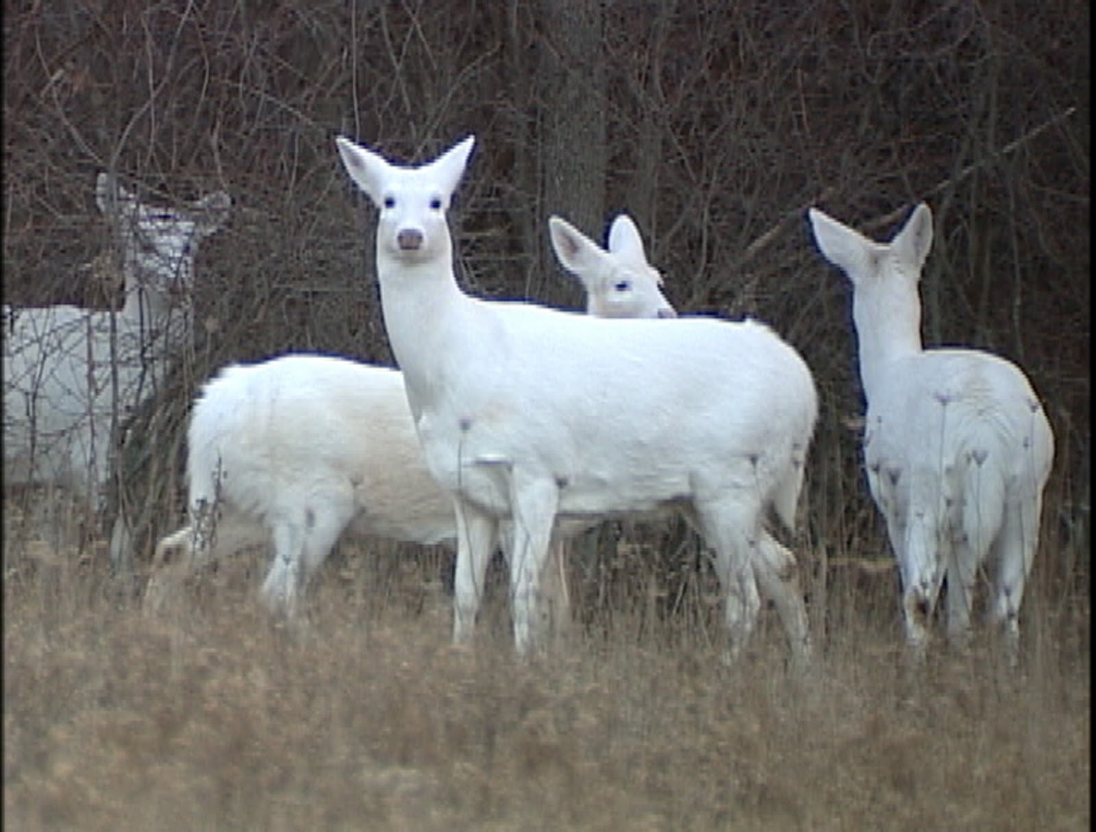 White Deer White Deer