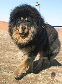 Semuana Anjing Mirip Singa Asal Dari Tibet