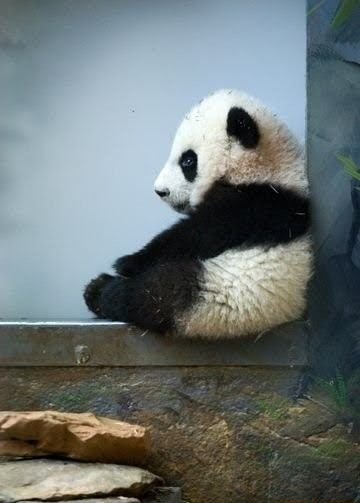 [pensive+panda+-+whi.jpg]