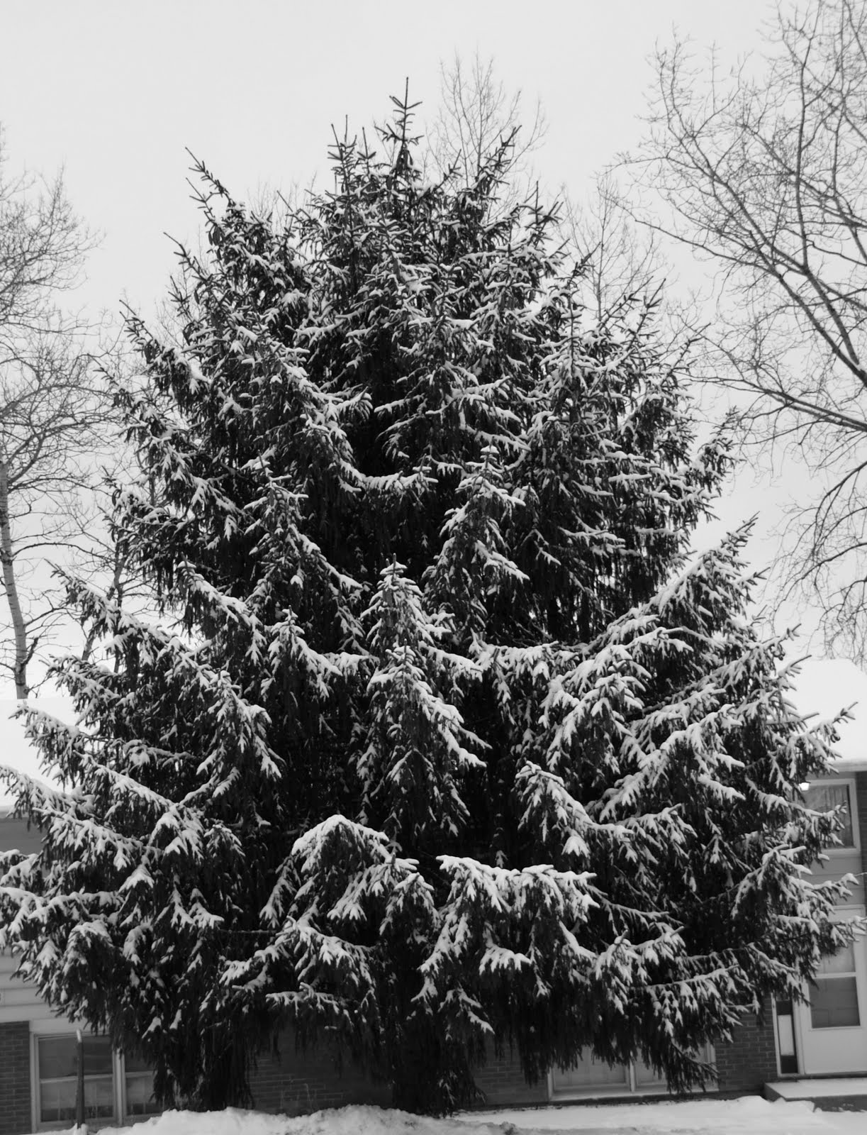 IMAGE: http://4.bp.blogspot.com/_VU8VLNoKur4/S3NuRoo8fYI/AAAAAAAAAnc/5OzQrRBriYA/s1600/SnowTrees_04.JPG