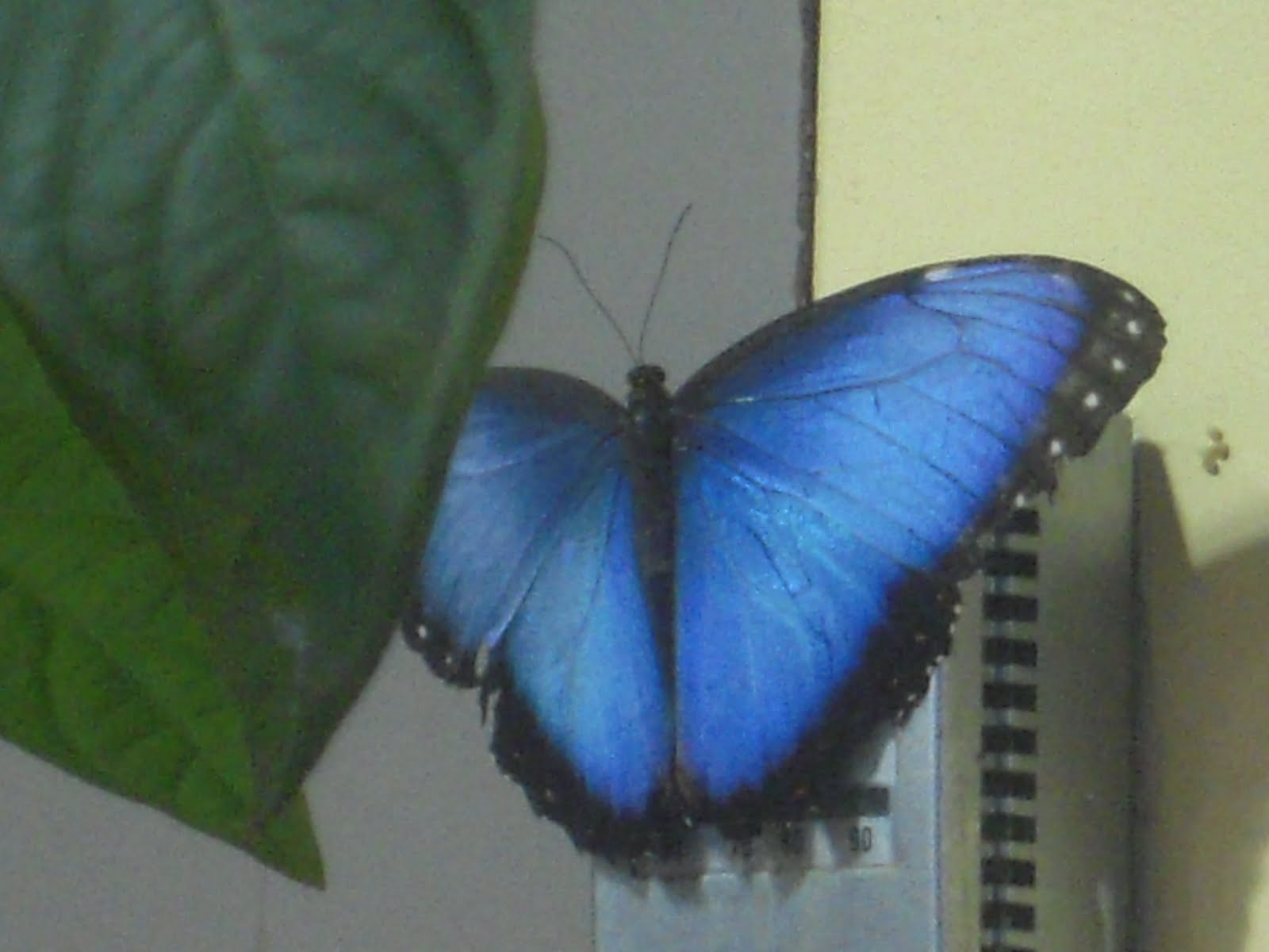 Marvelously Messy Blue Morpho Butterfly Craft