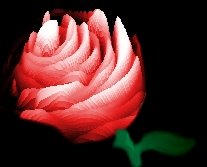 [tournicotirose1.jpg]