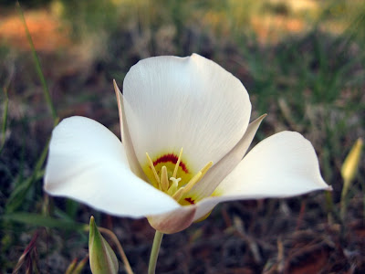 Sego Lilly