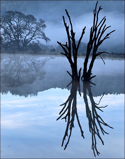 [ReflectedTree.jpg]
