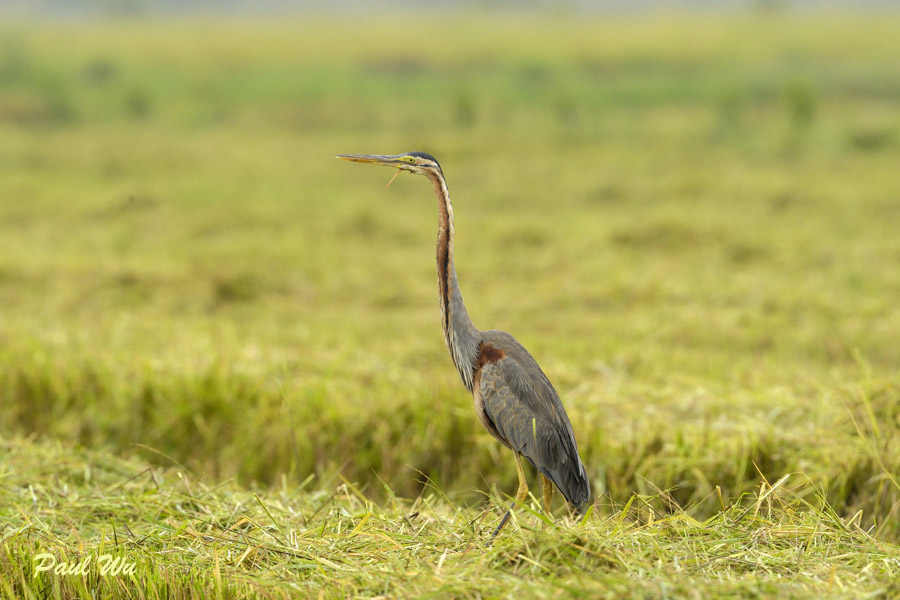 burung pucung