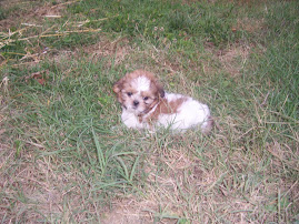 Gizmo's First Day Home