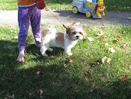 got all my puppy shots!!!