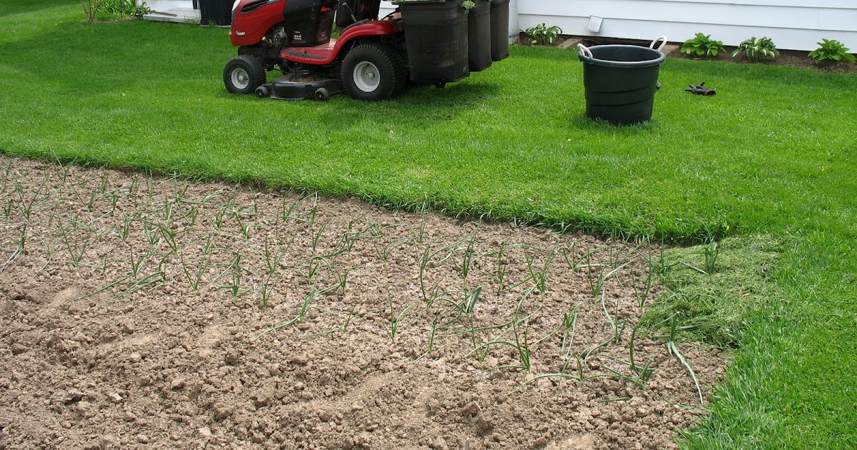 Larrys weed free vegetable garden Mulching onions