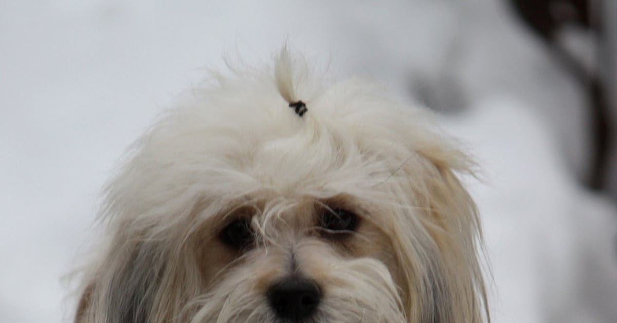 Talemaker Havanese Adventures Blowing Coat Havanese