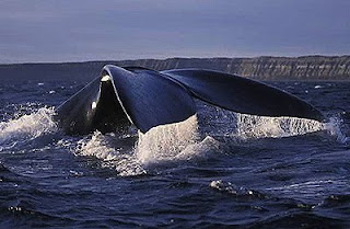 Baleia Franca - Avistagem de baleias na Península Valdés Patagônia