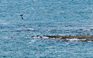 orca golpea su cola en Peninsula Valdes