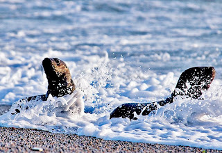 lobos marinos en el area de las Orcas Discovery Channel