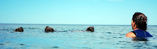snorkel com lobos marinhos